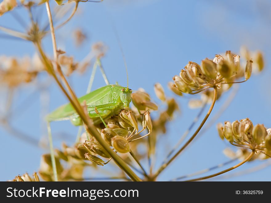 Green grasshopper sits on umbellifer plant against the blue cloudless sky