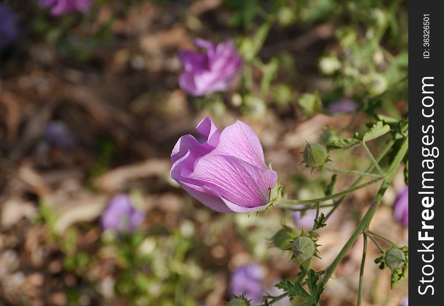 A purple flower of a blooming sturts desert rose. A purple flower of a blooming sturts desert rose