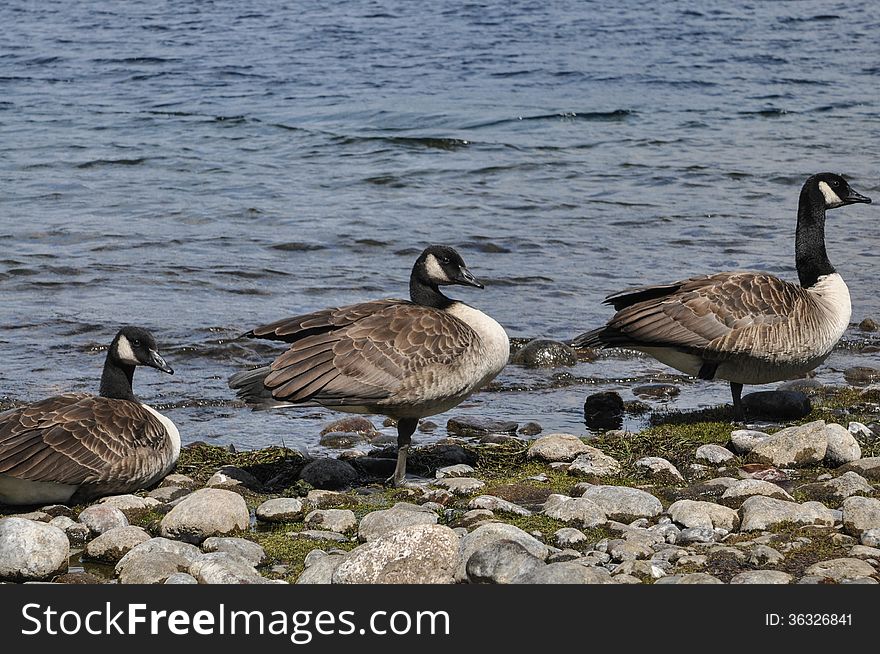 Three Canadian geese on rocky lake edge