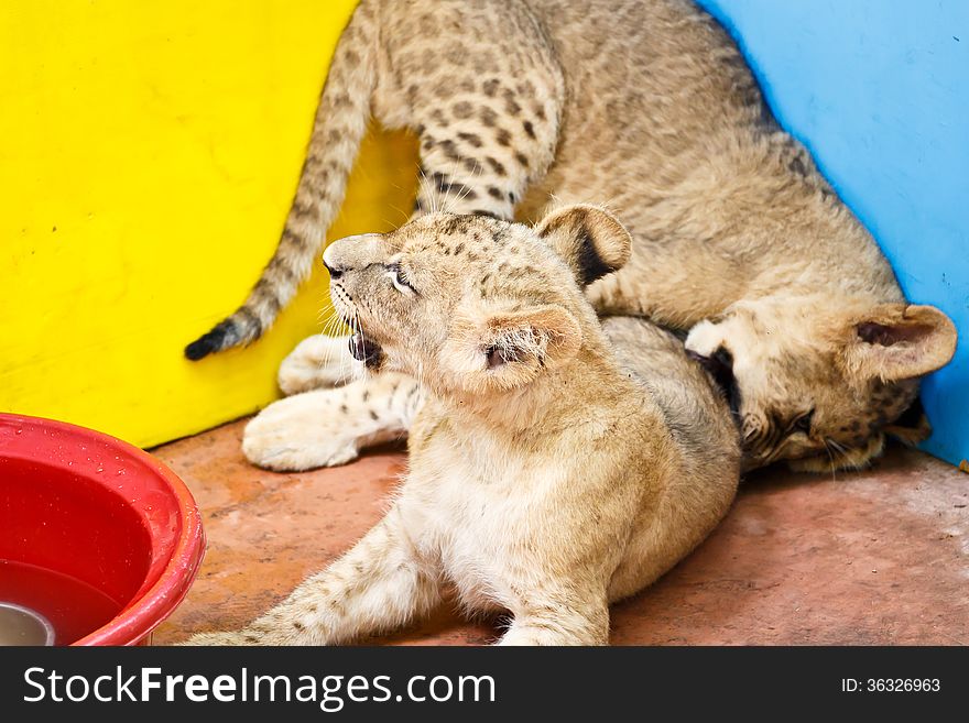 Two cute lion cubs playing together. Two cute lion cubs playing together