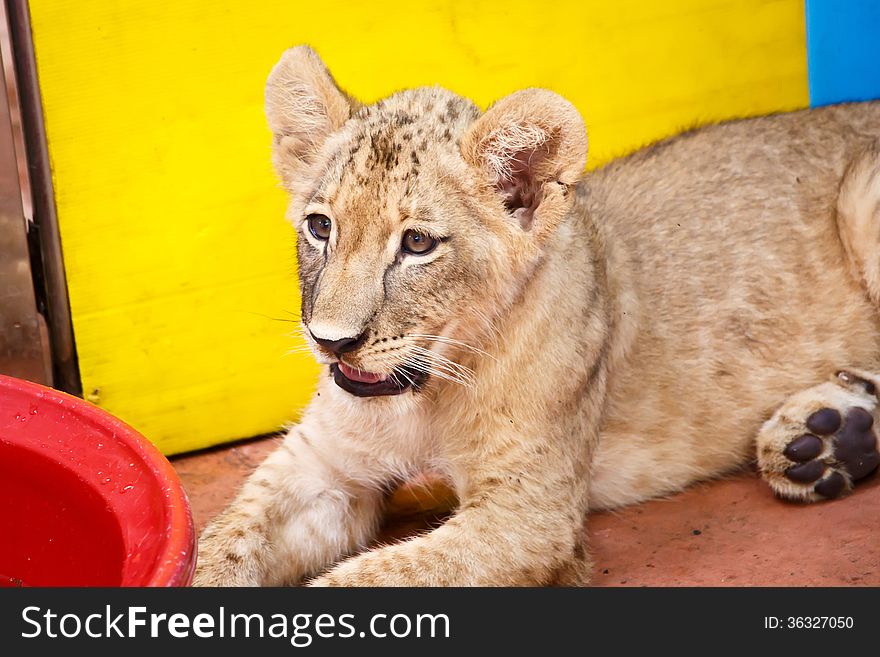 Little Lion Cub looking at something