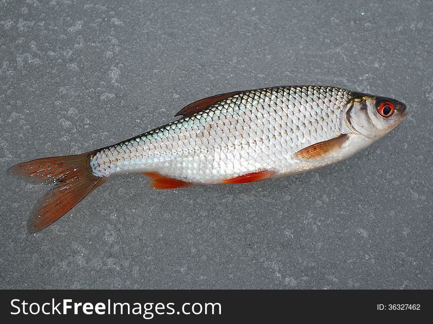 Roach lying on the ice, this winter fishing