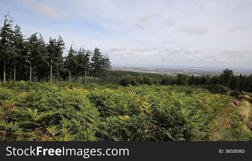 Quantock Hills Somerset England views towards the Bristol Channel with trees and ferns. Quantock Hills Somerset England views towards the Bristol Channel with trees and ferns