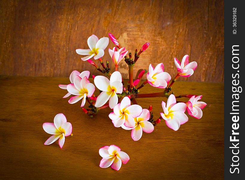 Plumeria Flower On Table