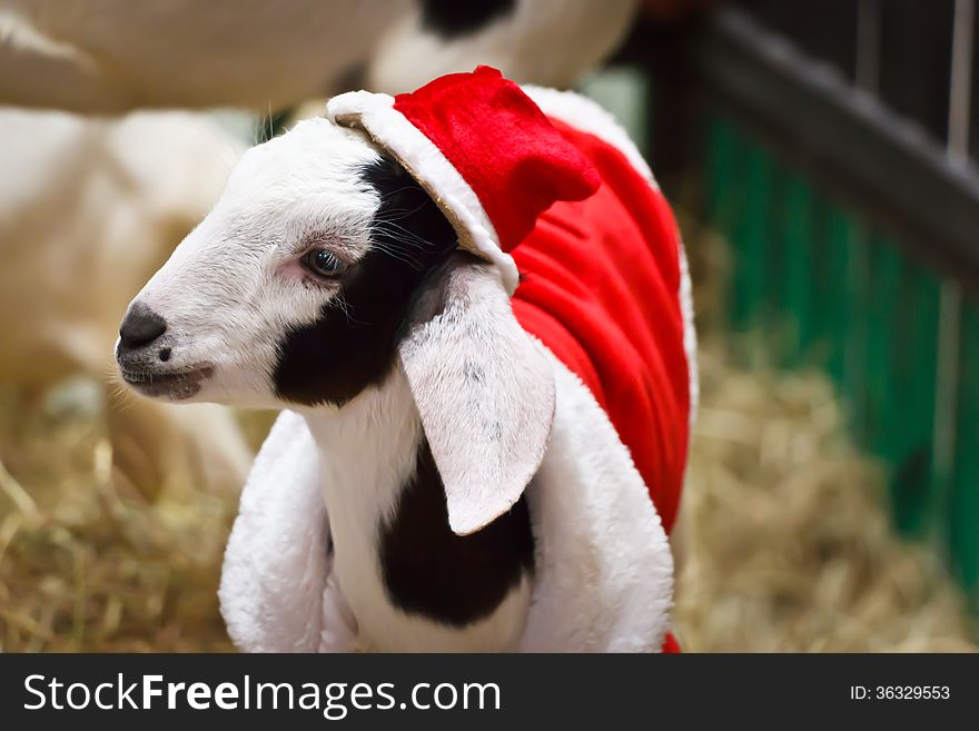 White goat in Christmas or Santa Claus suit look right