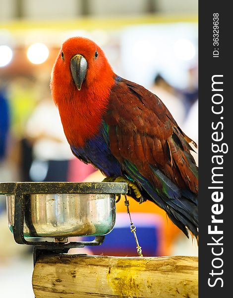 Inquisitive red parrot with food dish