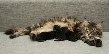 Cat Mother Feeds Her Kittens Milk Stock Image Cat Mother Feeds Her Kittens Milk Stock Image