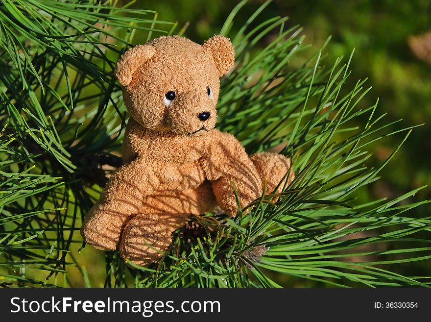 Stuffed toy teddy bear sitting on a pine tree branch. Stuffed toy teddy bear sitting on a pine tree branch.