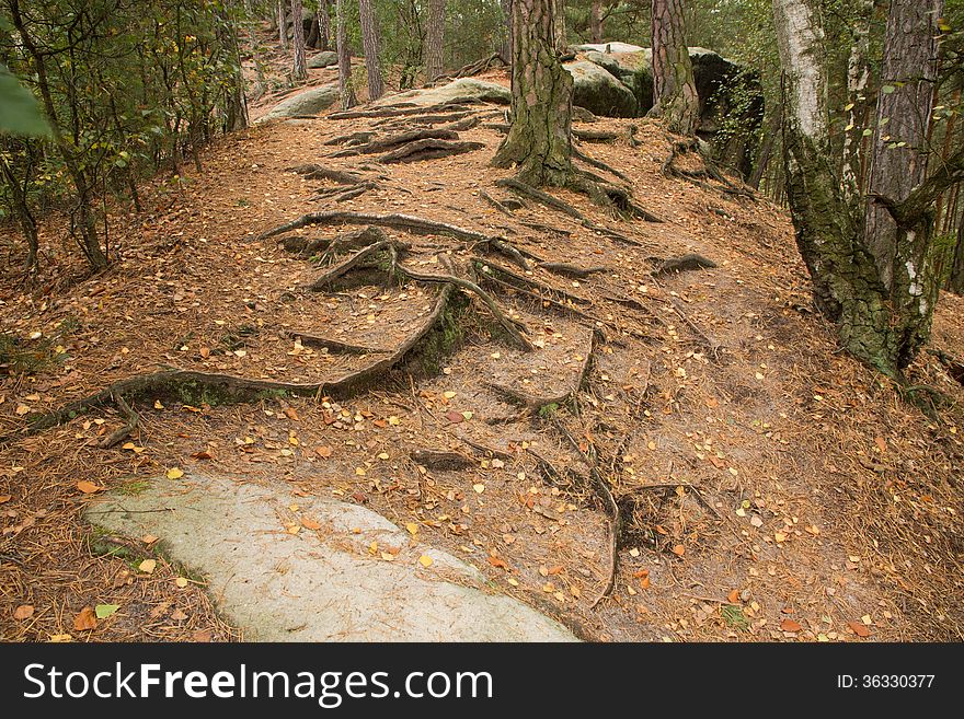 Details of above ground roots