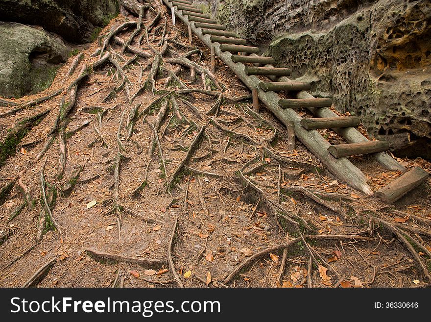 Wooden stairs lead along the rocks, roots above the surface