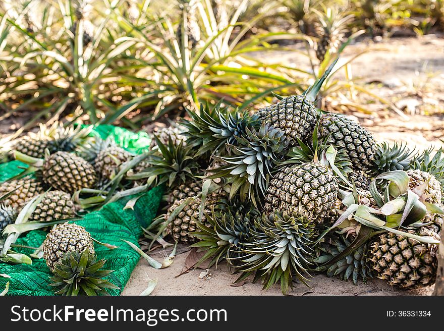 Fresh pineapples at fruit market in Thailand. Fresh pineapples at fruit market in Thailand