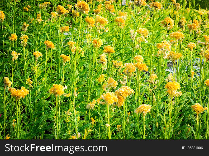 Spring background with beautiful yellow flower. Summer