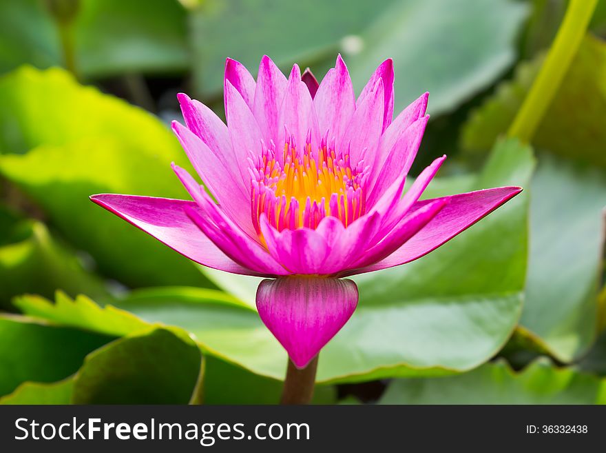 Pink Lotus flower