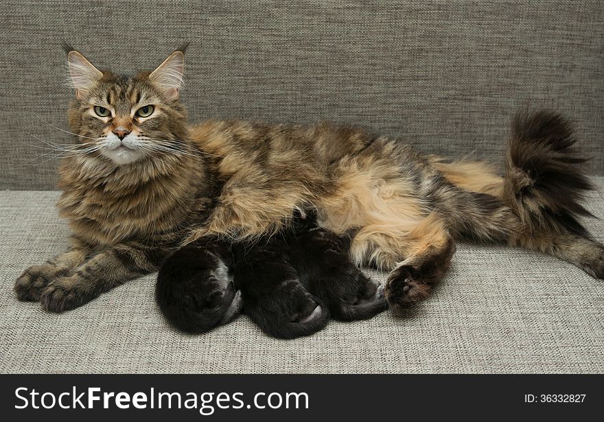 Cat mother feeds her kittens milk. Cat mother feeds her kittens milk
