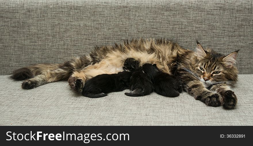 Cat mother feeds her kittens milk.