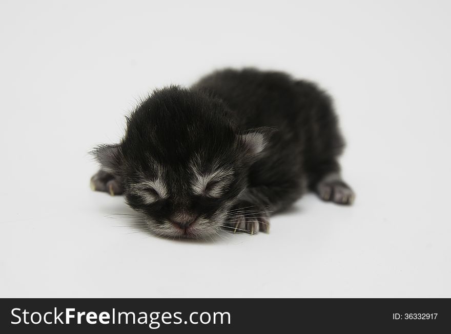 Newborn Kitten