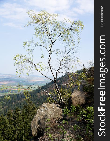 Birch on a rock in the forest