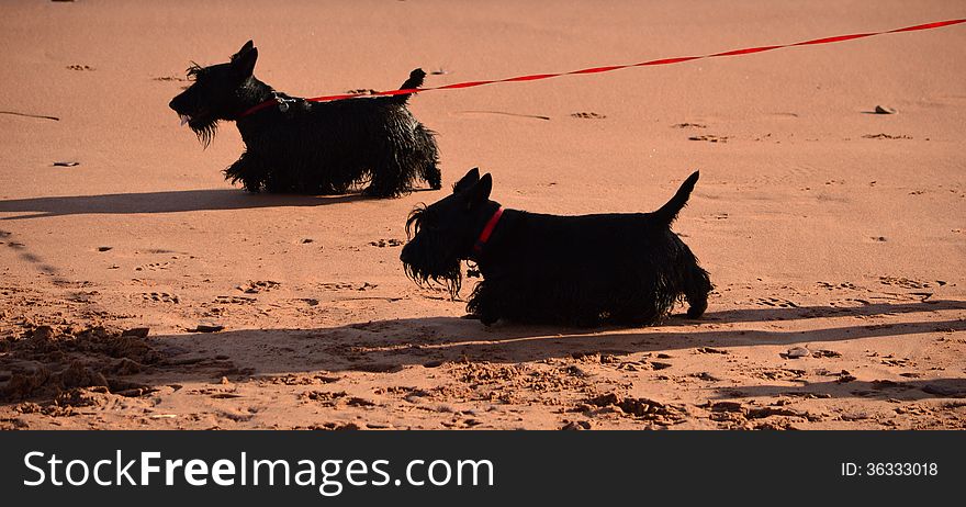 Black Scottie Dogs or Scottish Terriers on sandy beach