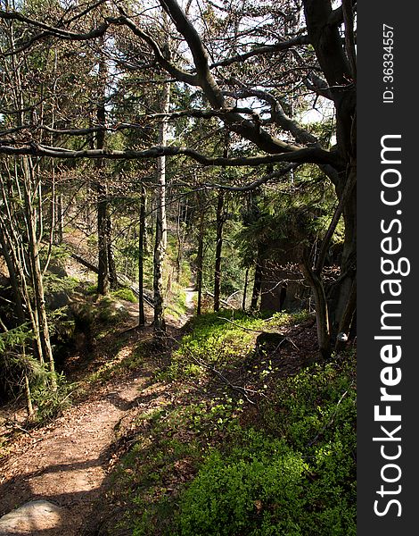 Narrow forest path leads between trees. Narrow forest path leads between trees