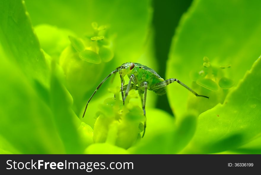 One neon green insect insider