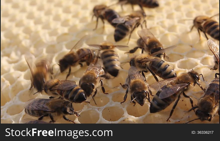 Bees Build Honeycombs