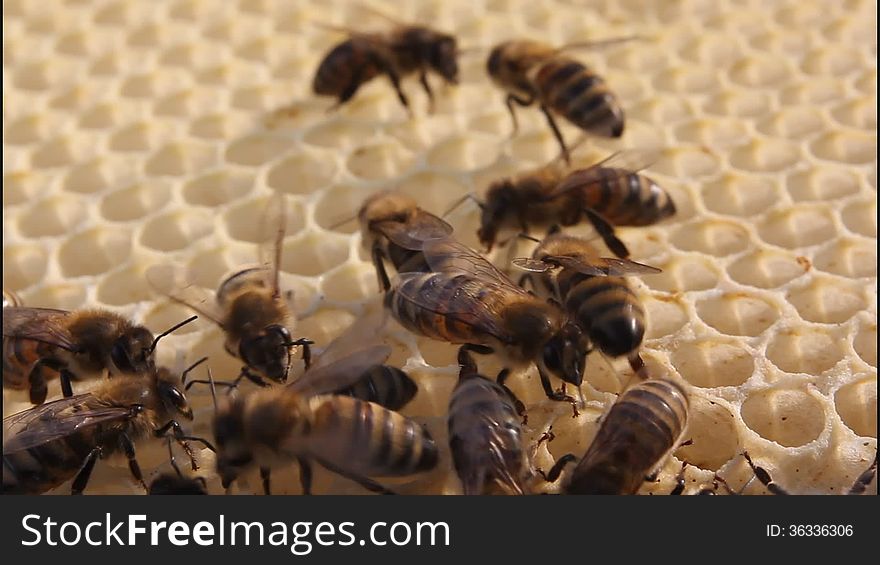 Bees build honeycombs