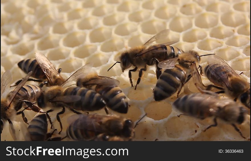 Bees Build Honeycombs
