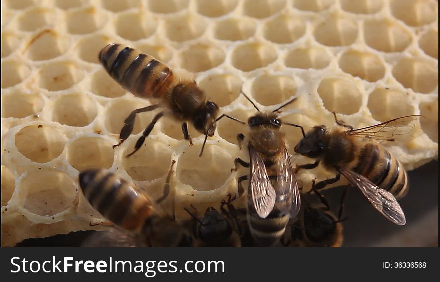 Bees Build Honeycombs