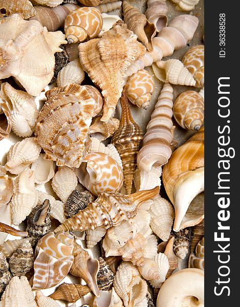 Looking down on a collection of tropical sea shells.