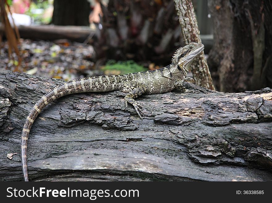 Lizard enjoying the day on a log in rainforest park in adelaide australia. Lizard enjoying the day on a log in rainforest park in adelaide australia