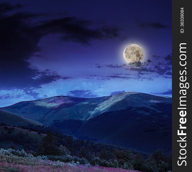 Coniferous forest on a steep mountain slope at night