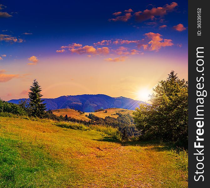 Coniferous forest on a steep mountain slope at sunset