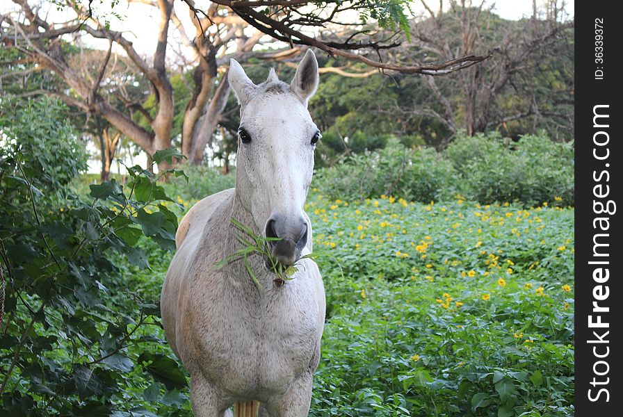 White horse on flowers field in evening