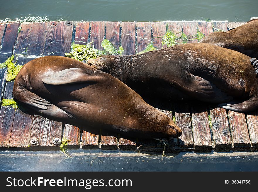 Sea Lions Basking In The Sun
