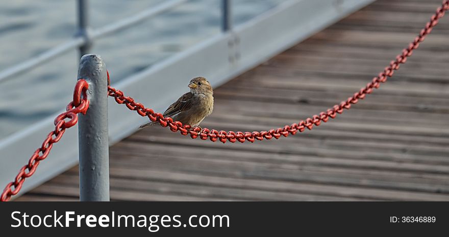 Little Sparrow on a Chain of the Dock of the Lake