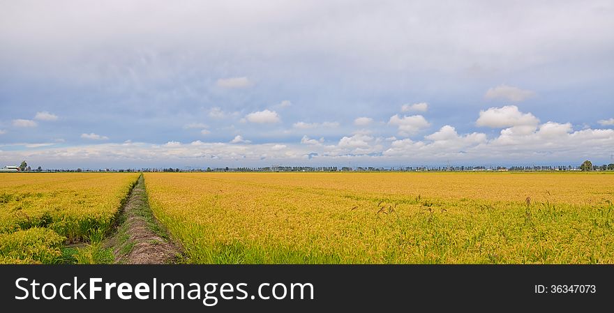 Paddy Field In Italy
