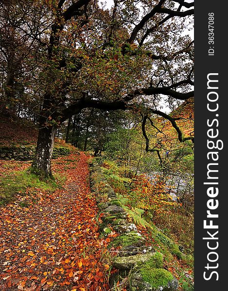 Leaves covering a Fall Footpath