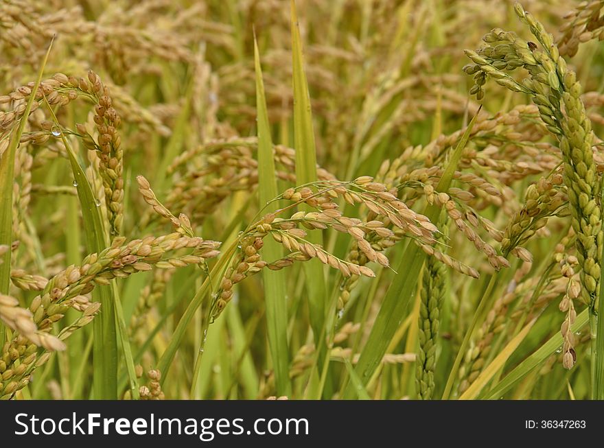 Paddy Field in Italian Countryside. Paddy Field in Italian Countryside