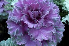 Flowering Cabbage Royalty Free Stock Photography Flowering Cabbage Royalty Free Stock Photography