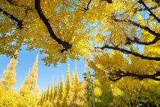 The Yellow Ginkgo Trees Against Blue Sky Stock Photo The Yellow Ginkgo Trees Against Blue Sky Stock Photo