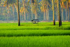 Rice Fields Of Java Stock Photography Rice Fields Of Java Stock Photography