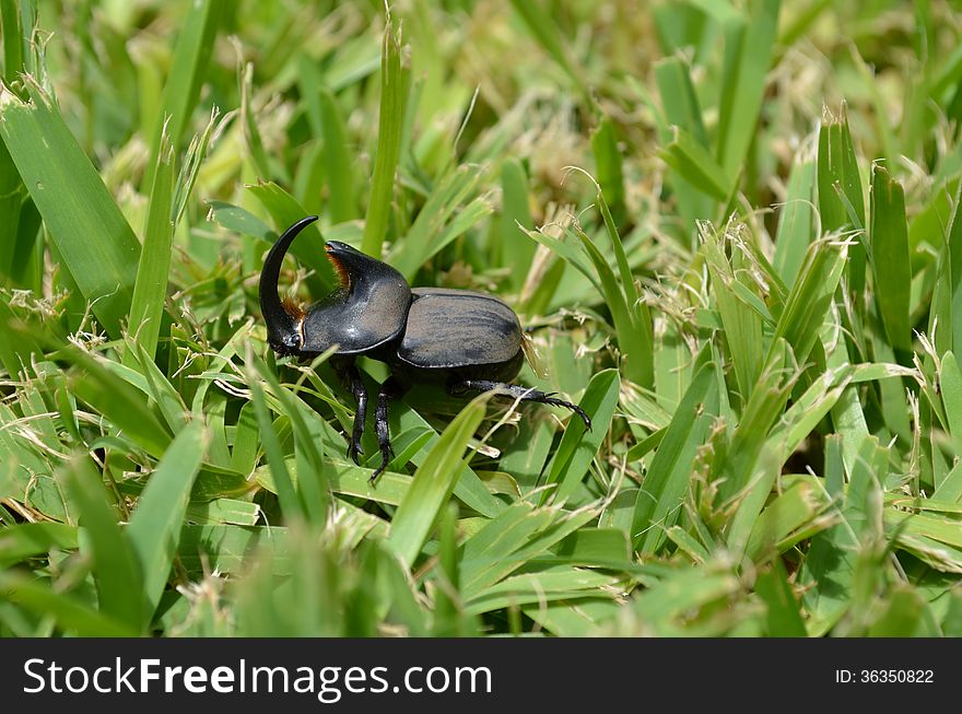 Beetle rhinoceros, close-up picture.