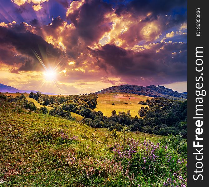 Coniferous forest on a steep mountain slope at sunset