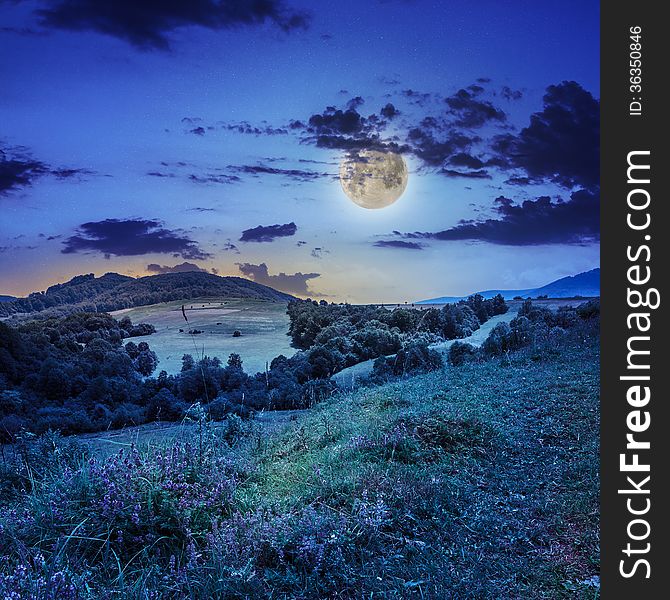 Coniferous forest on a steep mountain slope at night