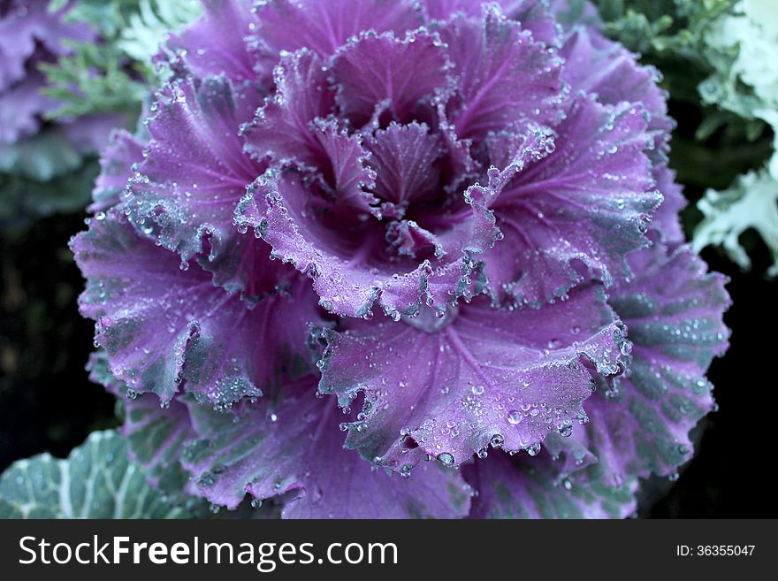 Flowering Cabbage in ANGKHANG, Chiang Mai Thailand.
