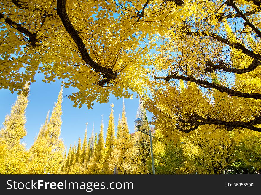 The yellow ginkgo trees against blue sky