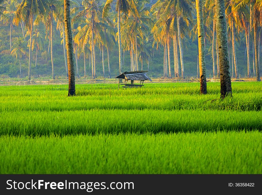 Morning sunlight filters through the palm trees and across the rice fields of SW Java, Indonesia. Morning sunlight filters through the palm trees and across the rice fields of SW Java, Indonesia