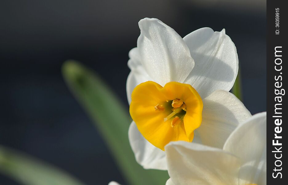 A Daffodil/Narcissus flower with dark background