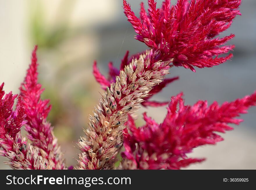 A drying flower of Celosia plant in pinkish red color. A drying flower of Celosia plant in pinkish red color