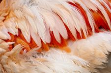 Feathers Of A Bird Stock Photography
